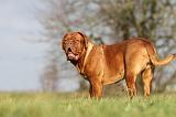 DOGUE DE BORDEAUX 132